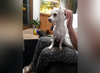 SMOOTHIE - Der Chihuahua ist bereist in Deutschland. Er sucht ein ruhiges Umfeld