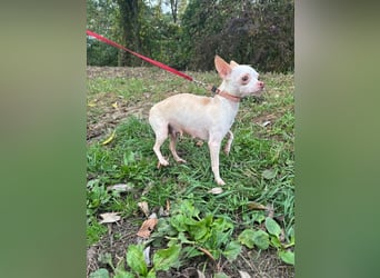 DAYSI - ich möchte endlich ein geliebtes Familienmitglied sein! DAYSI - ich möchte endlich ein geliebtes Familienmitglied sein!