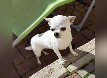 NINON - wer schenkt der kleinen Maus sein Herz und ein liebevolles Zuhause?