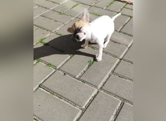 Welpe IGI - wer schenkt dem kleinen Mann ein liebevolles Für-Immer Zuhause?