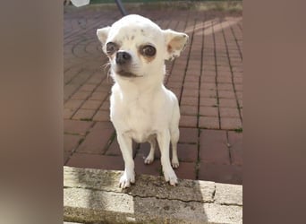 NINON - wer schenkt der kleinen Maus sein Herz und ein liebevolles Zuhause?