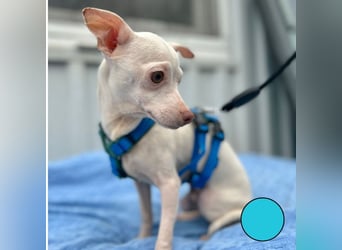 BEBE - ich freue mich auf meine Menschen und gespannt, was mich erwartet...