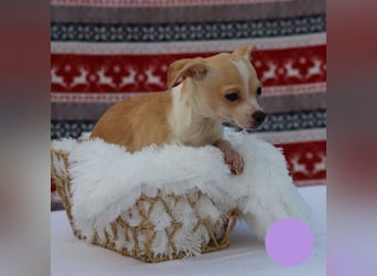 Welpe Chip-Nr. 438108 - ich freue mich auf ein tolles Leben in meinem Für-Immer Zuhause