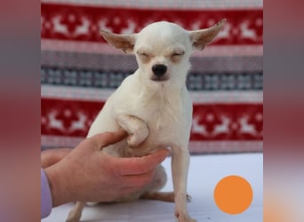 FLOCKE - ich wünsche mir eine Familie, in der ich geliebt und geschätzt werde...