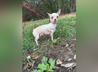 DAYSI - ich möchte endlich ein geliebtes Familienmitglied sein! DAYSI - ich möchte endlich ein geliebtes Familienmitglied sein!