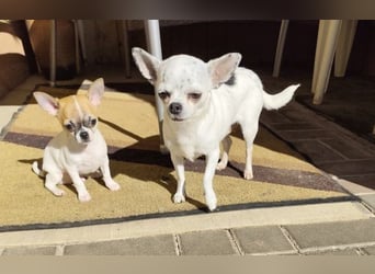 Welpe IGI - wer schenkt dem kleinen Mann ein liebevolles Für-Immer Zuhause?