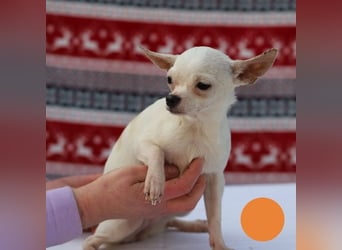 FLOCKE - ich wünsche mir eine Familie, in der ich geliebt und geschätzt werde...