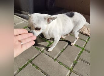 NINON - wer schenkt der kleinen Maus sein Herz und ein liebevolles Zuhause?