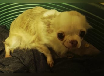 TIFFY - die liebe und freundliche kleine Maus sucht ein ruhiges, liebevolles Zuhause