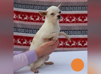 FLOCKE - ich wünsche mir eine Familie, in der ich geliebt und geschätzt werde...