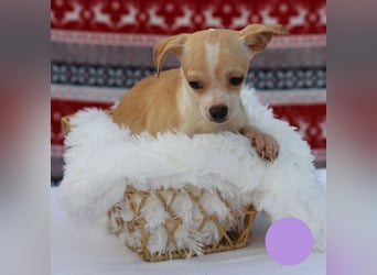 Welpe Chip-Nr. 438108 - ich freue mich auf ein tolles Leben in meinem Für-Immer Zuhause