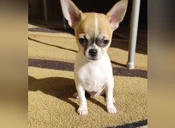 Welpe IGI - wer schenkt dem kleinen Mann ein liebevolles Für-Immer Zuhause?