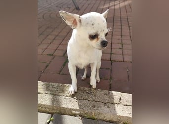 NINON - wer schenkt der kleinen Maus sein Herz und ein liebevolles Zuhause?