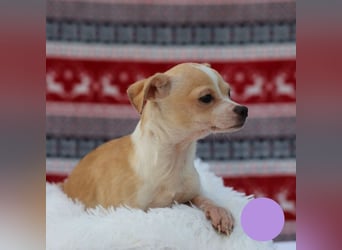 Welpe Chip-Nr. 438108 - ich freue mich auf ein tolles Leben in meinem Für-Immer Zuhause