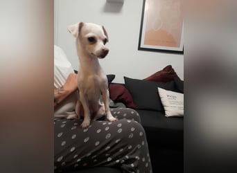 SMOOTHIE - Der Chihuahua ist bereist in Deutschland. Er sucht ein ruhiges Umfeld