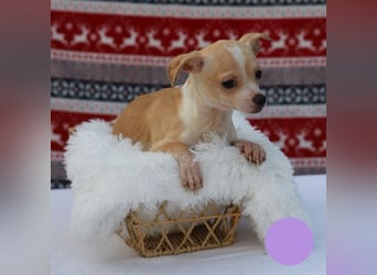 Welpe Chip-Nr. 438108 - ich freue mich auf ein tolles Leben in meinem Für-Immer Zuhause