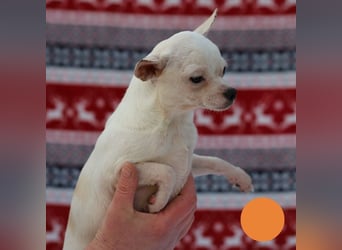 FLOCKE - ich wünsche mir eine Familie, in der ich geliebt und geschätzt werde...