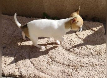 Welpe IGI - wer schenkt dem kleinen Mann ein liebevolles Für-Immer Zuhause?