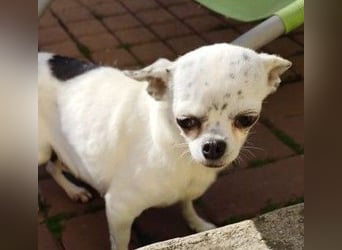 NINON - wer schenkt der kleinen Maus sein Herz und ein liebevolles Zuhause?