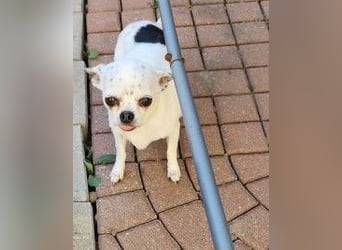 NINON - wer schenkt der kleinen Maus sein Herz und ein liebevolles Zuhause?