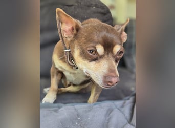 Maxi freundlicher schüchterner Chihuahua Rüde