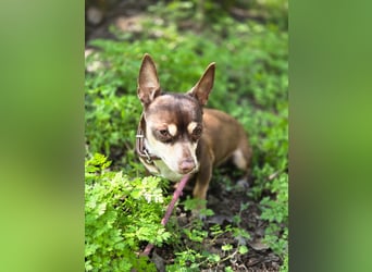 Maxi freundlicher schüchterner Chihuahua Rüde