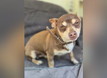 Maxi freundlicher schüchterner Chihuahua Rüde