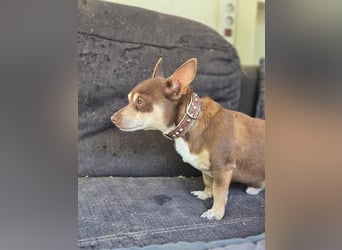 Maxi freundlicher schüchterner Chihuahua Rüde