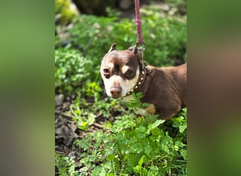 Maxi freundlicher schüchterner Chihuahua Rüde