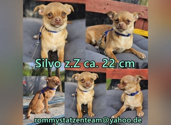 Silvo ist verspielt, agil und neugierig