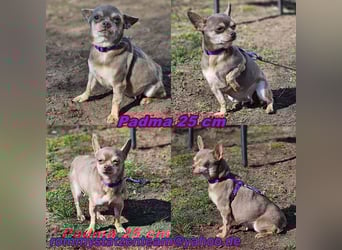 Padma braucht Liebe, Geduld,Verständnis