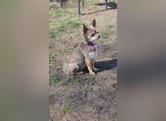 Padma braucht Liebe, Geduld,Verständnis