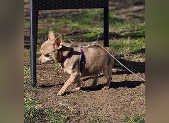Padma braucht Liebe, Geduld,Verständnis