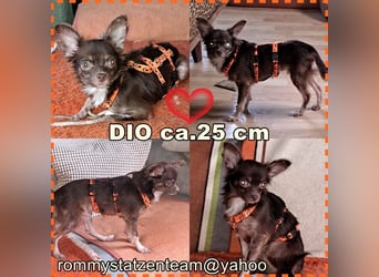 Dio sucht ein ländliches, ruhiges Heim (76327 Pfinztal)