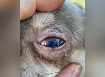 Padma braucht Liebe, Geduld,Verständnis