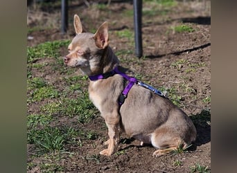 Padma braucht Liebe, Geduld,Verständnis