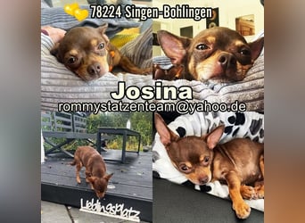 Josina ist eine gute Schülerin (78224 Singen-Bohlingen)