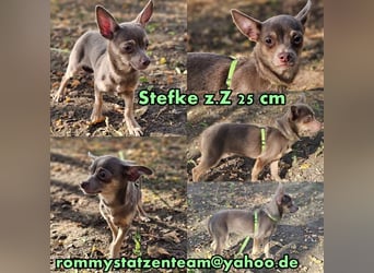 Stefke ist ein neugieriger, verspielter Hundebub