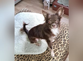 Dio sucht ein ländliches, ruhiges Heim (76327 Pfinztal)