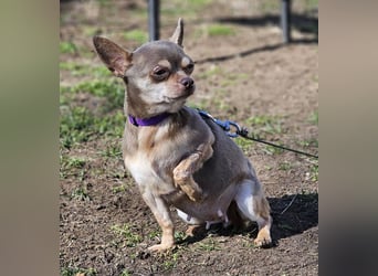 Padma braucht Liebe, Geduld,Verständnis