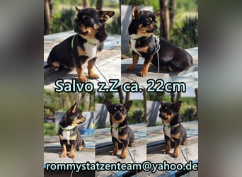 Salvo sucht aktiv die Nähe zum Menschen