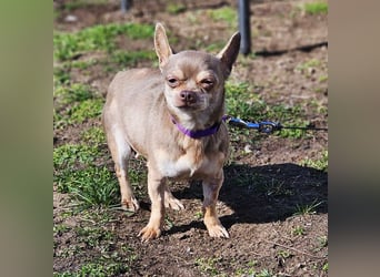 Padma braucht Liebe, Geduld,Verständnis