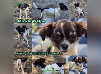 Mickel sucht ein hundeerfahrenes, geduldiges Zuhause
