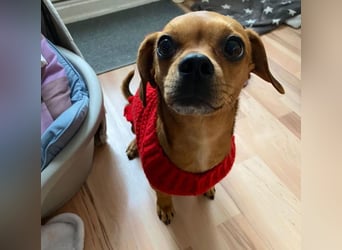 Maja sucht ein Zuhause