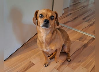 Maja sucht ein Zuhause