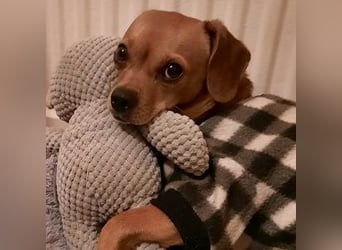 Maja sucht ein Zuhause