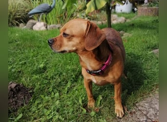Maja sucht ein Zuhause