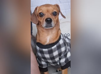 Maja sucht ein Zuhause