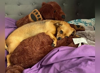 Maja sucht ein Zuhause