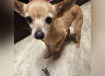 Zuckersüße , unkomplizierte Chi-Dame Pamela